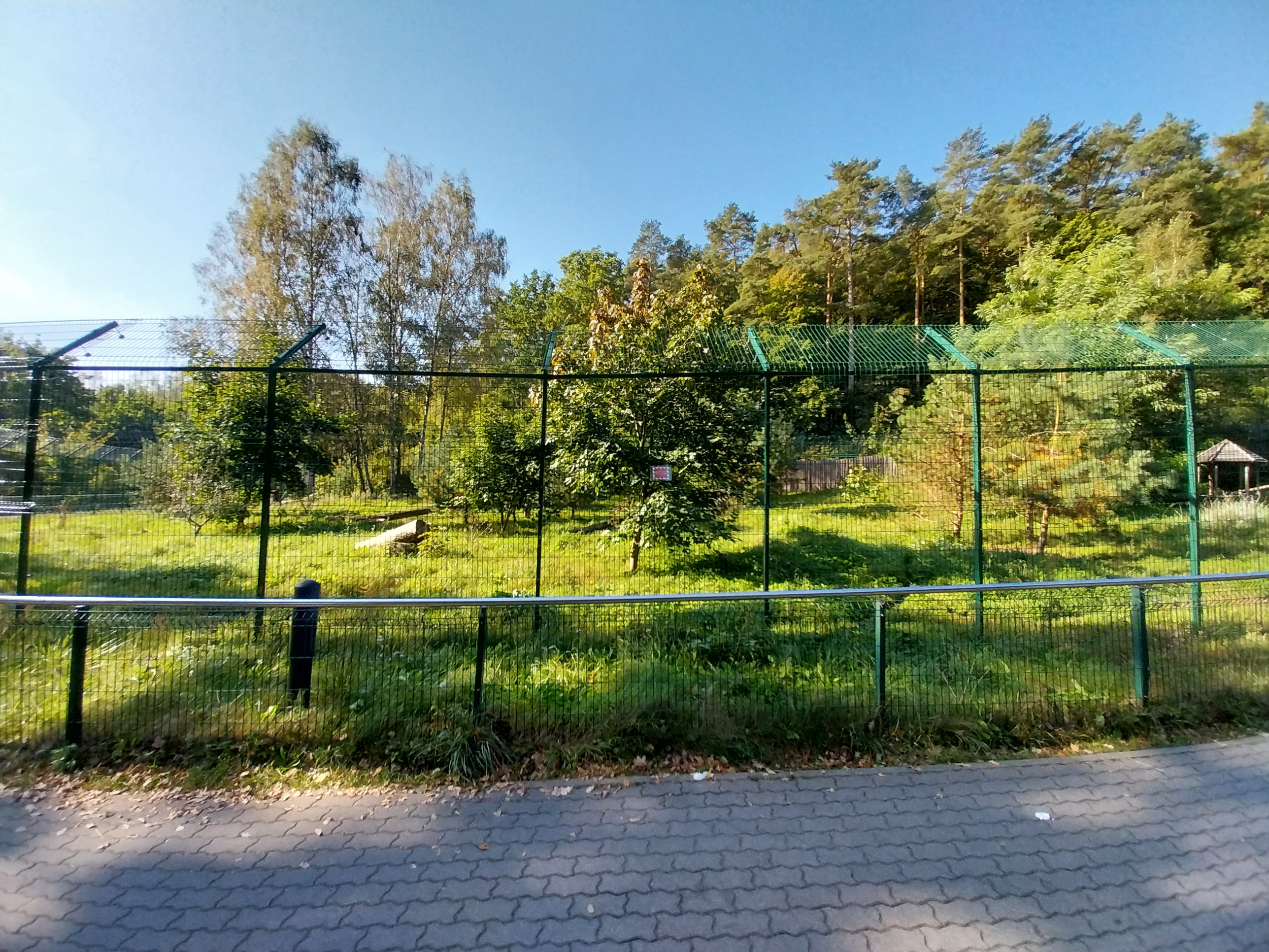 South African Cheetah (Acinonyx jubatus jubatus)