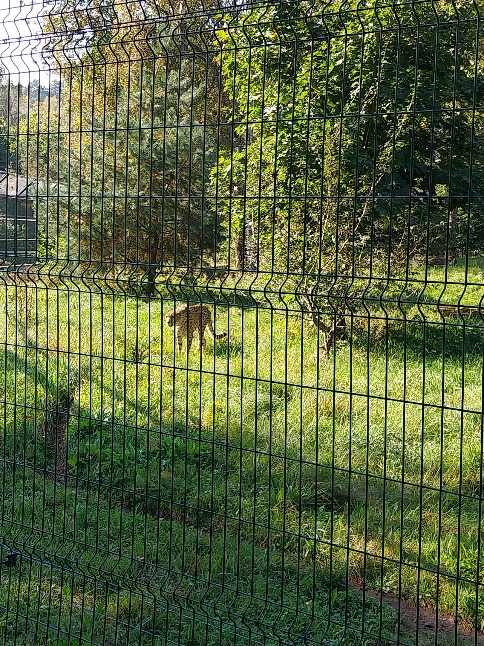 South African Cheetah (Acinonyx jubatus jubatus)