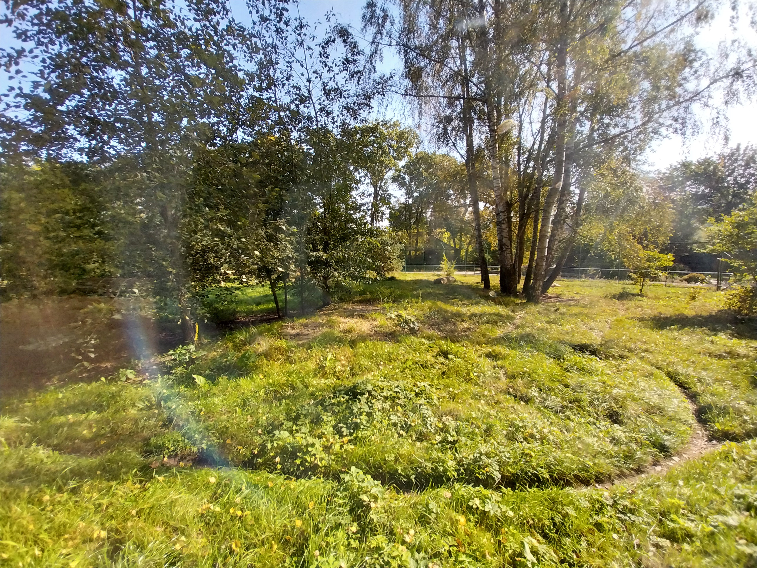 South African Cheetah (Acinonyx jubatus jubatus)