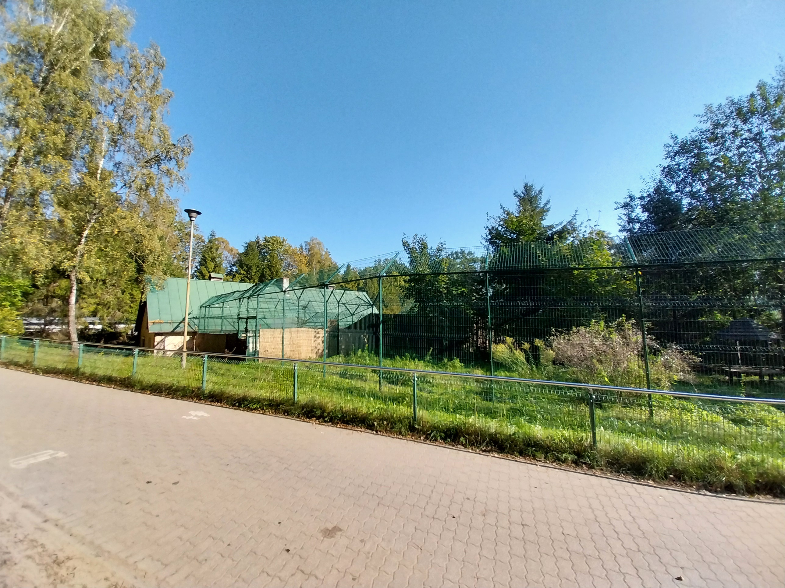 South African Cheetah (Acinonyx jubatus jubatus)