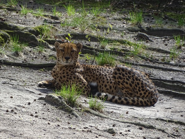 South African cheetah (Acinonyx jubatus jubatus)