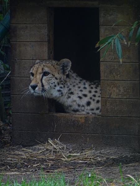 South African cheetah (Acinonyx jubatus jubatus)