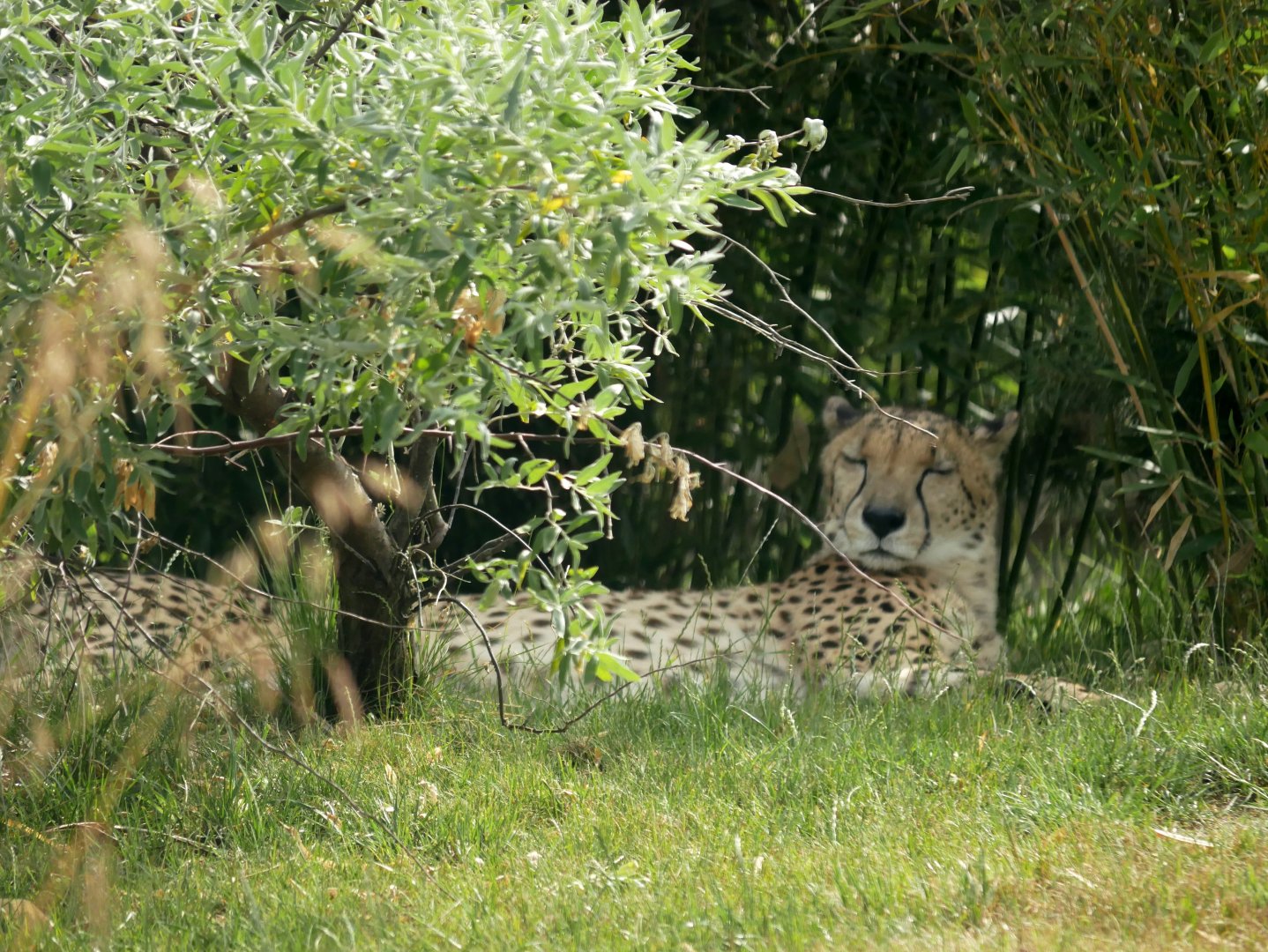 South african cheetah (Acinonyx jubatus jubatus)