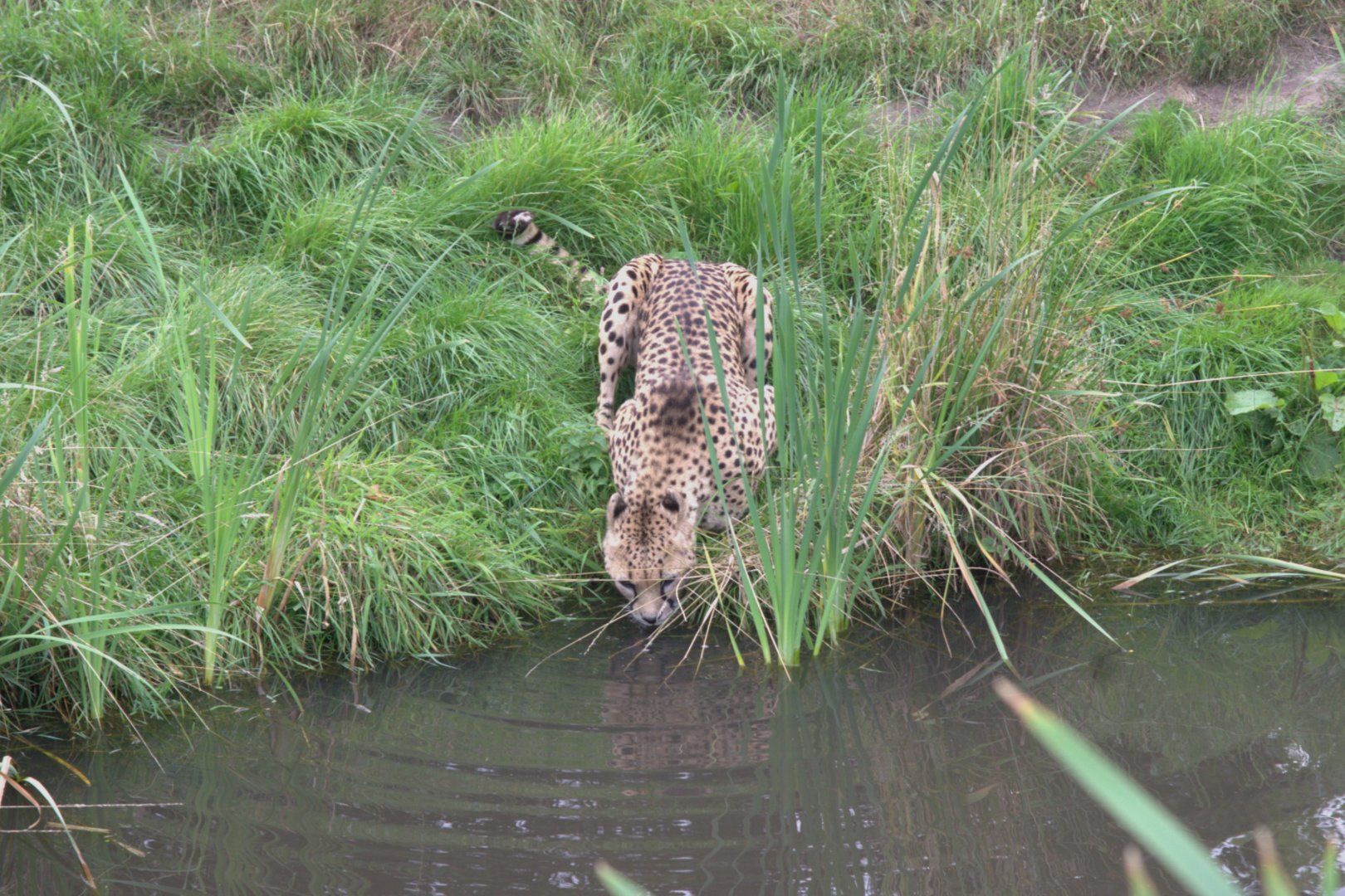 South African Cheetah (Acinonyx jubatus jubatus)