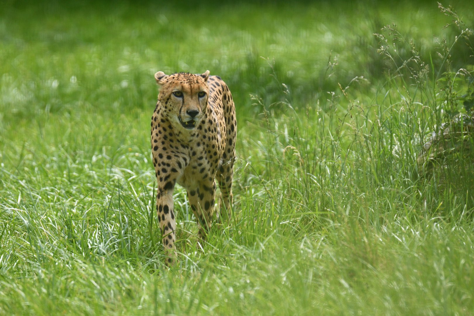South African cheetah (Acinonyx jubatus)