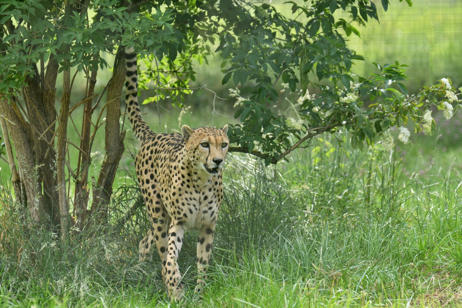 South African cheetah (Acinonyx jubatus)