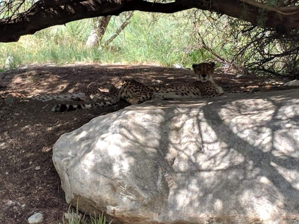 South African cheetah (Acionyx jubatus jubatus)