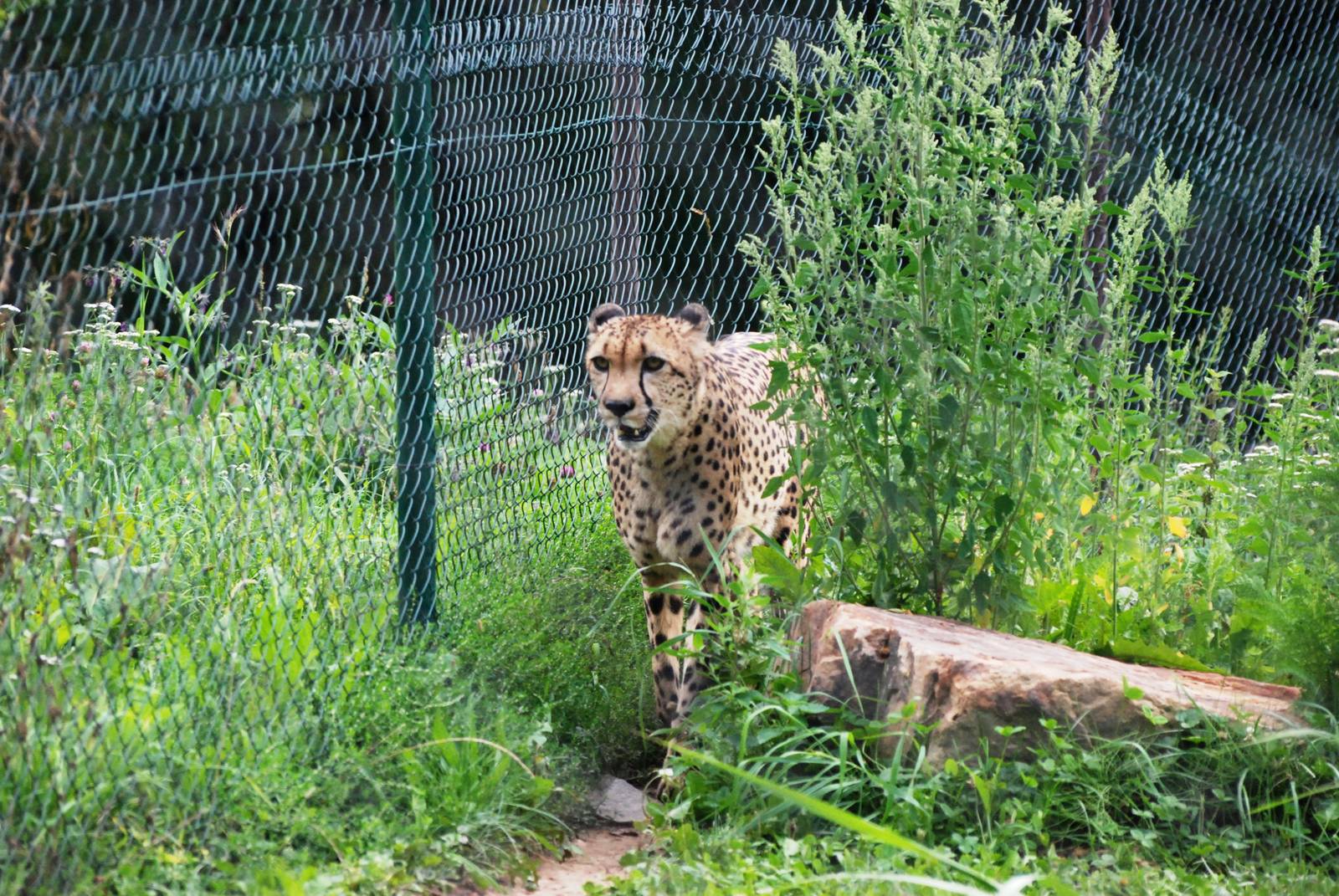 South African Cheetah at Dvur Kralove, 27/08/12