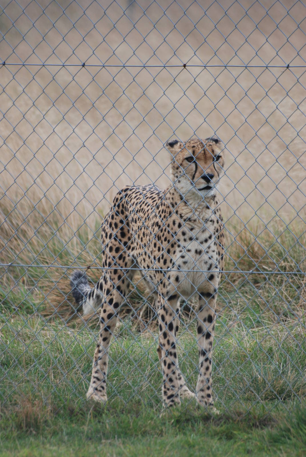 South African Cheetah at Hamerton, 08/10/11