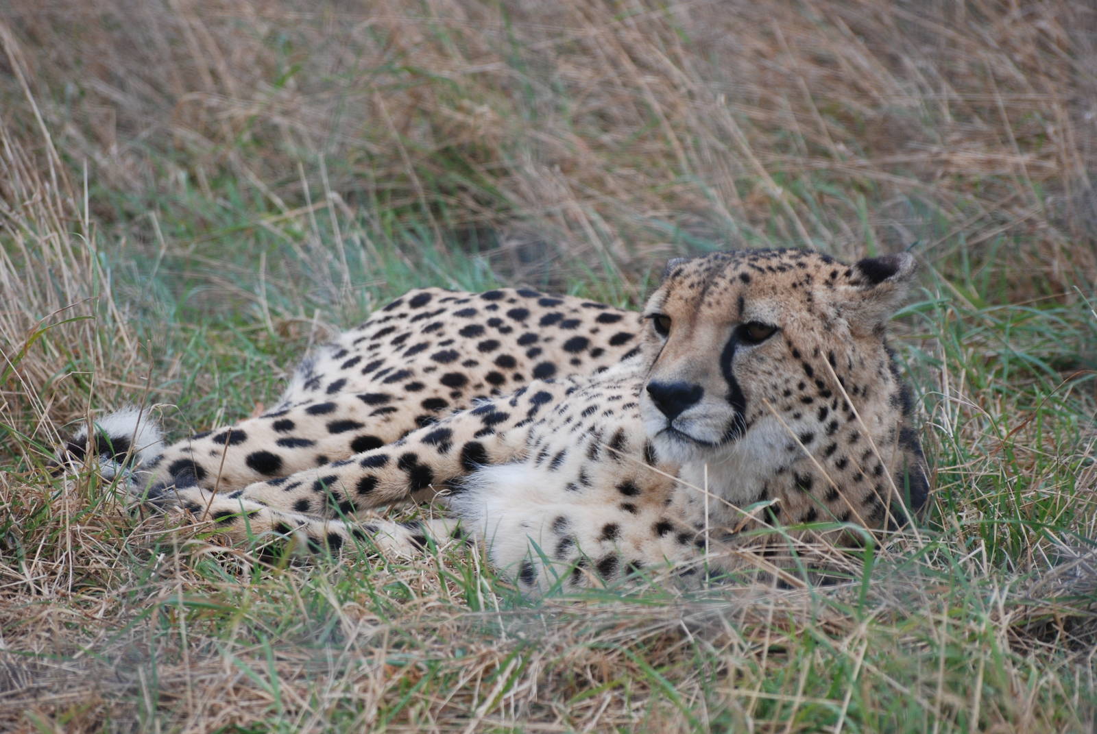 South African Cheetah at Hamerton, 08/10/11