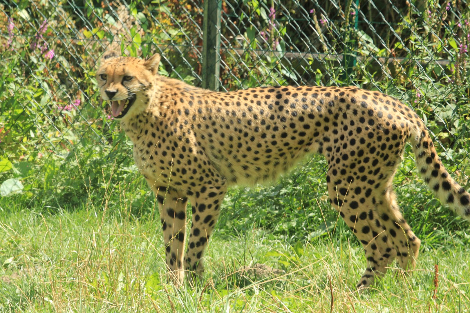 South African Cheetah (August 2018)