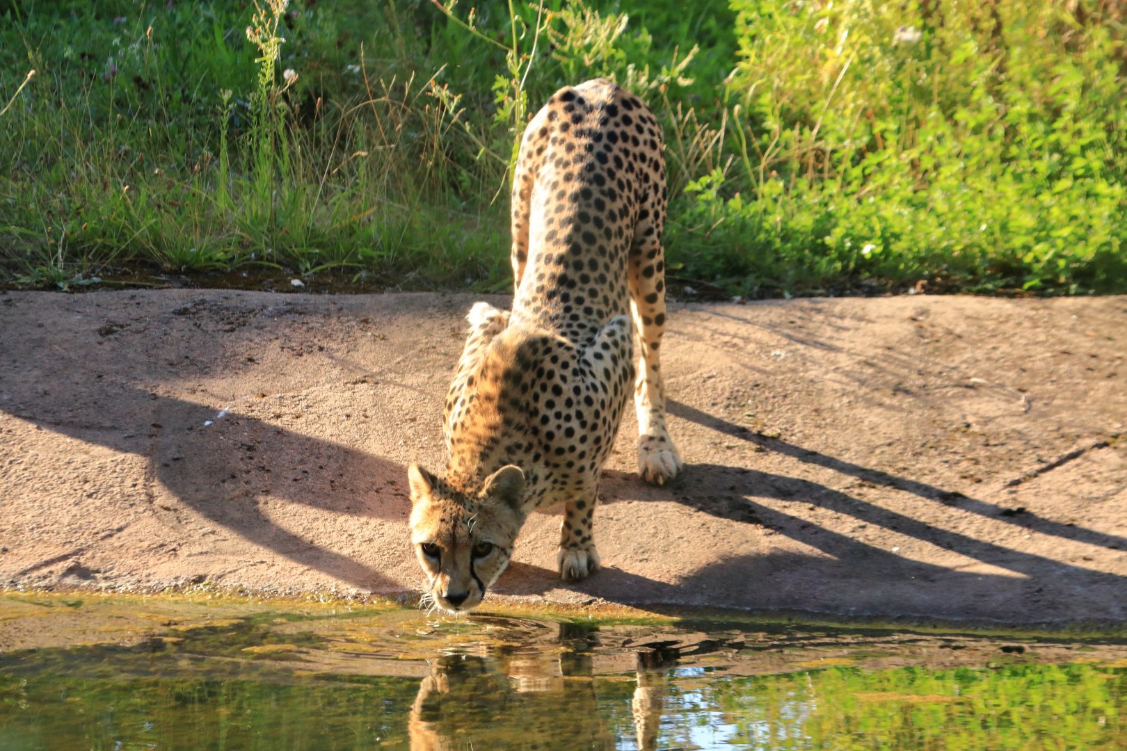 South african cheetah (August 2020)