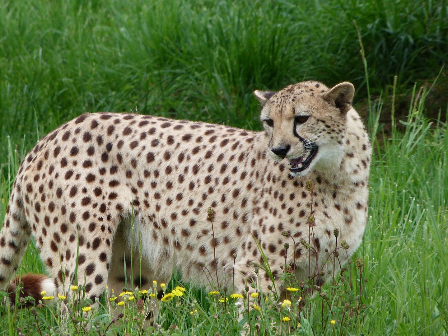 South African cheetah -Bioparc de Doué la Fontaine (2025)