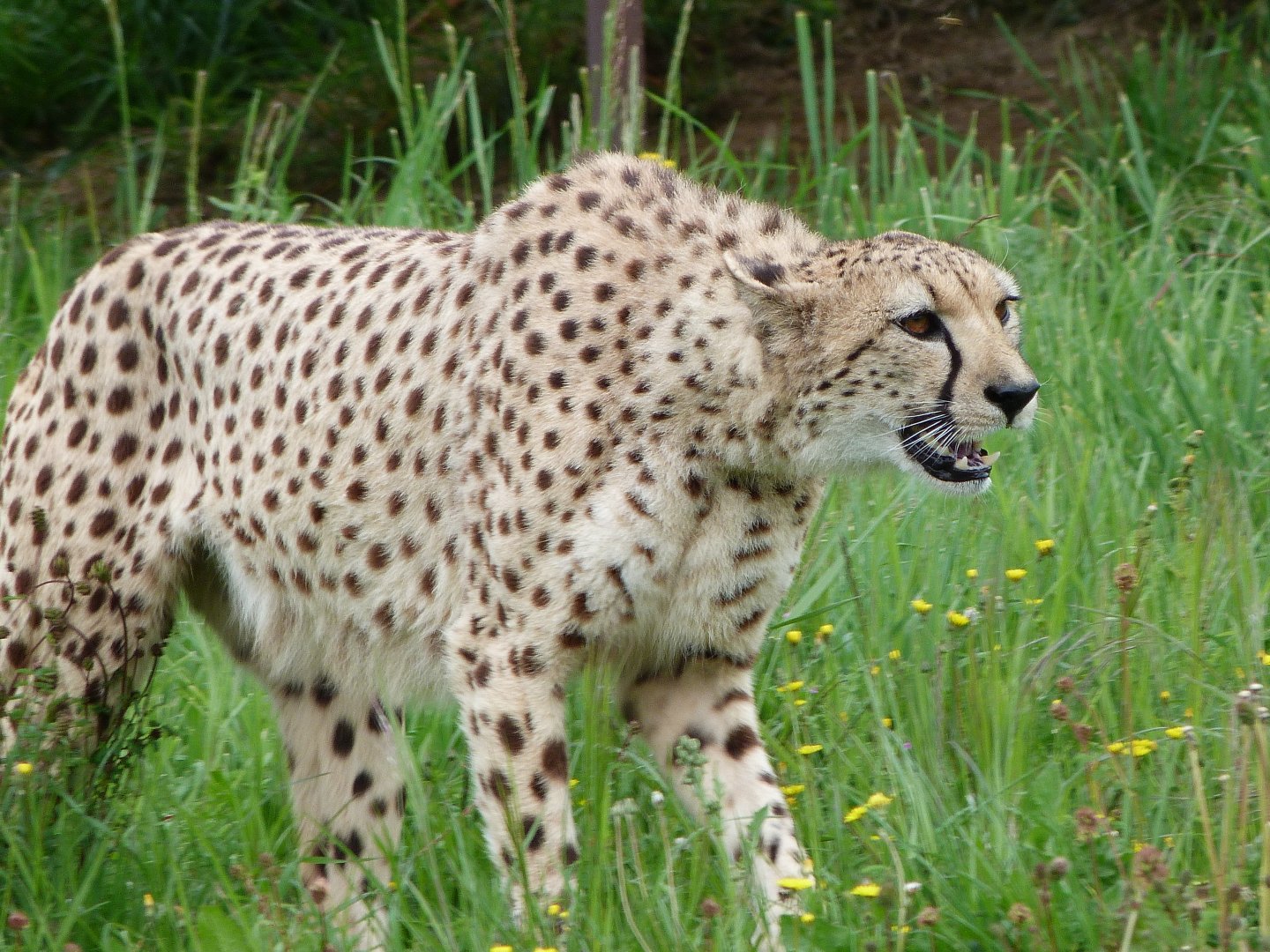 South African cheetah -Bioparc de Doué la Fontaine (2025)