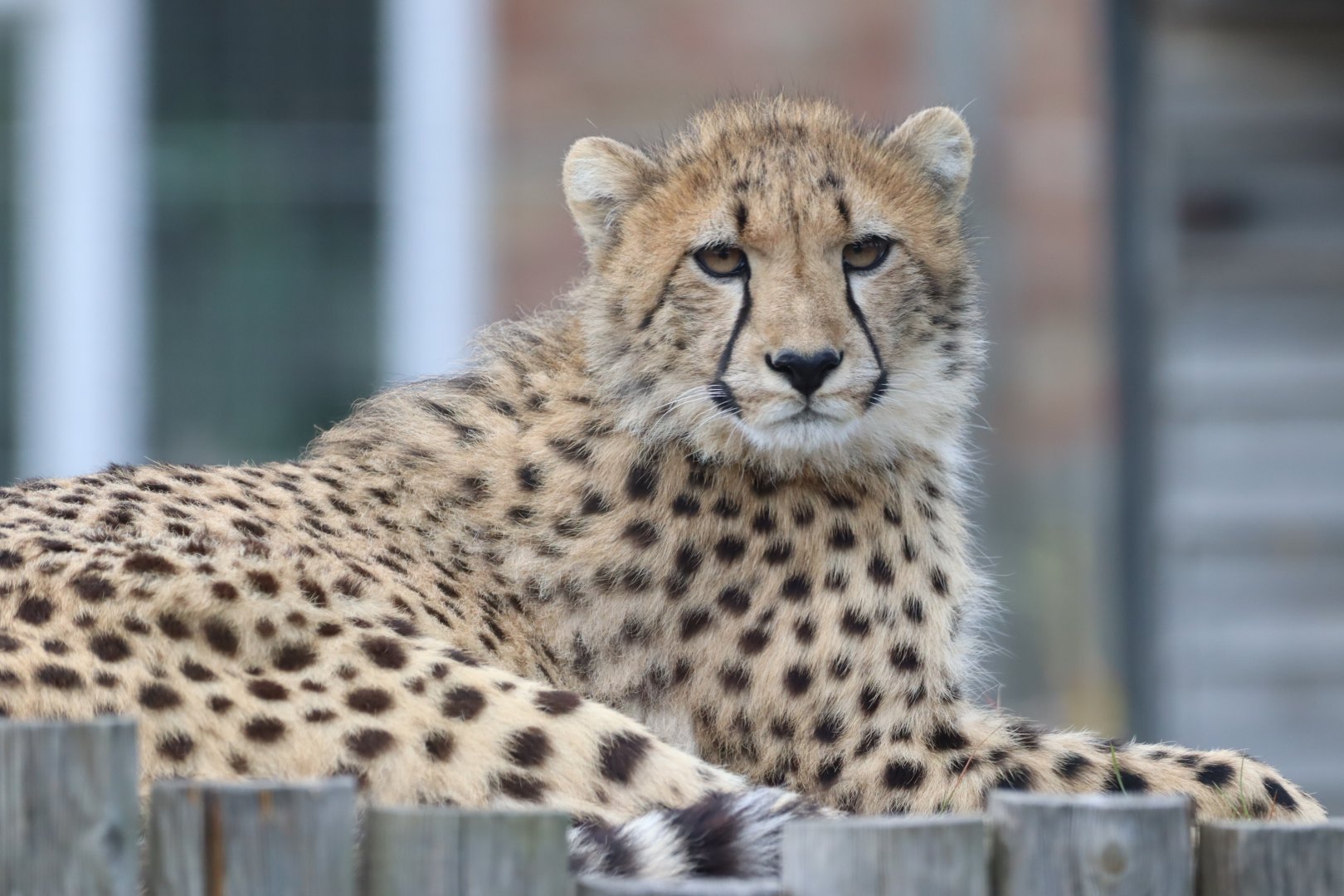 South African Cheetah Cub
