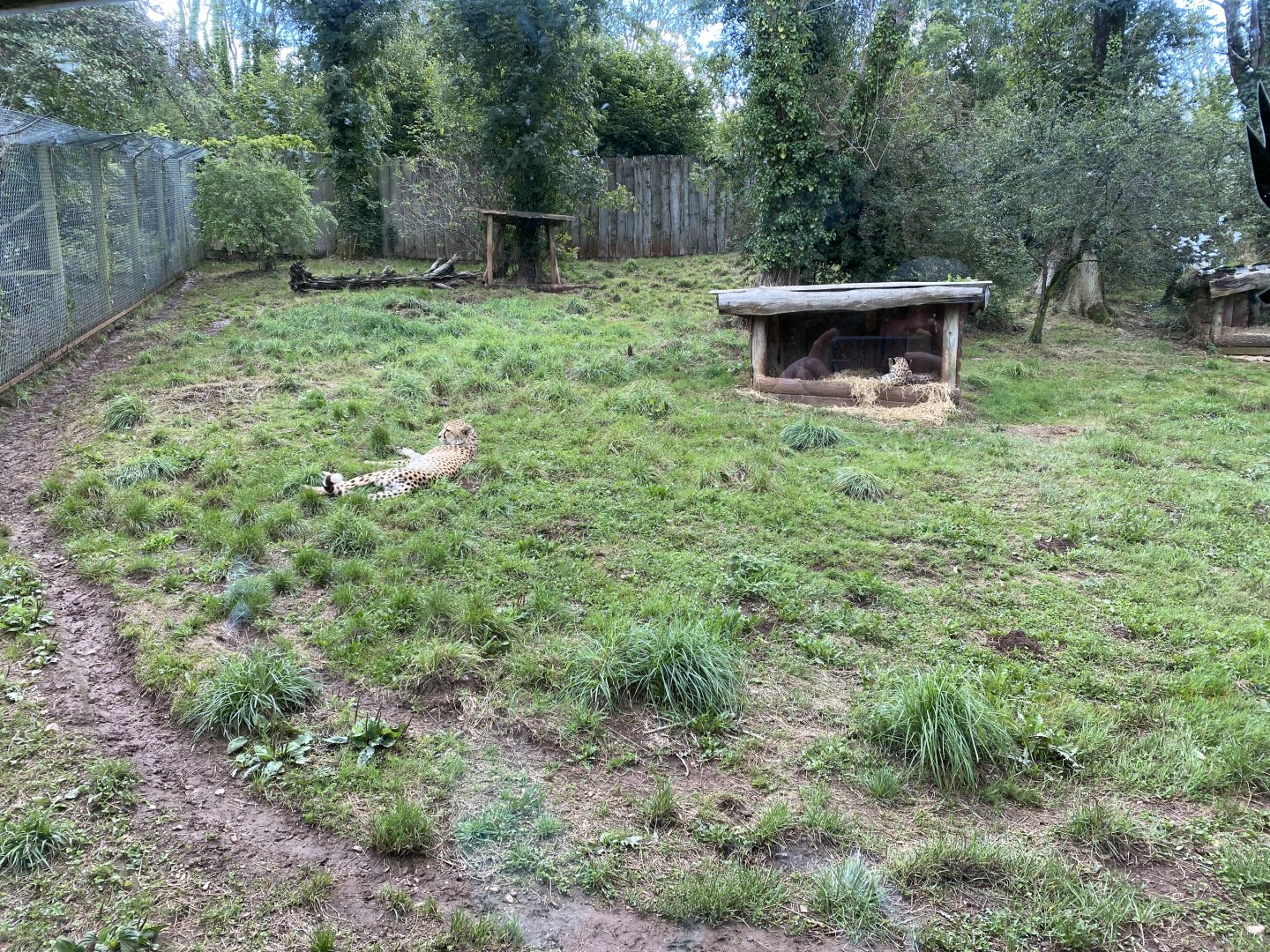 South African cheetah enclosure 030925