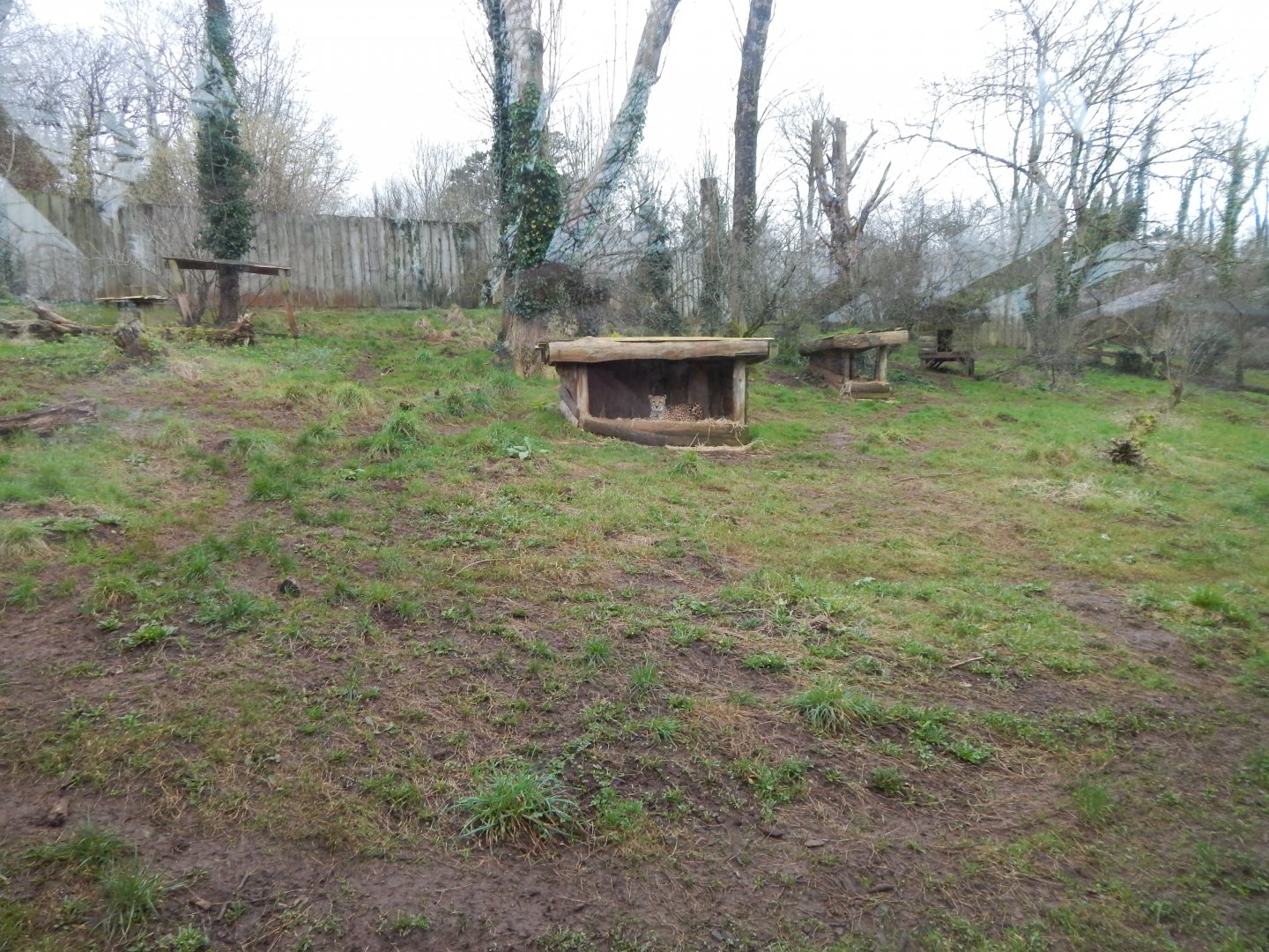 South African cheetah enclosure 050224