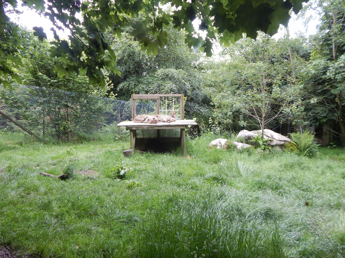 South African cheetah enclosure 050625