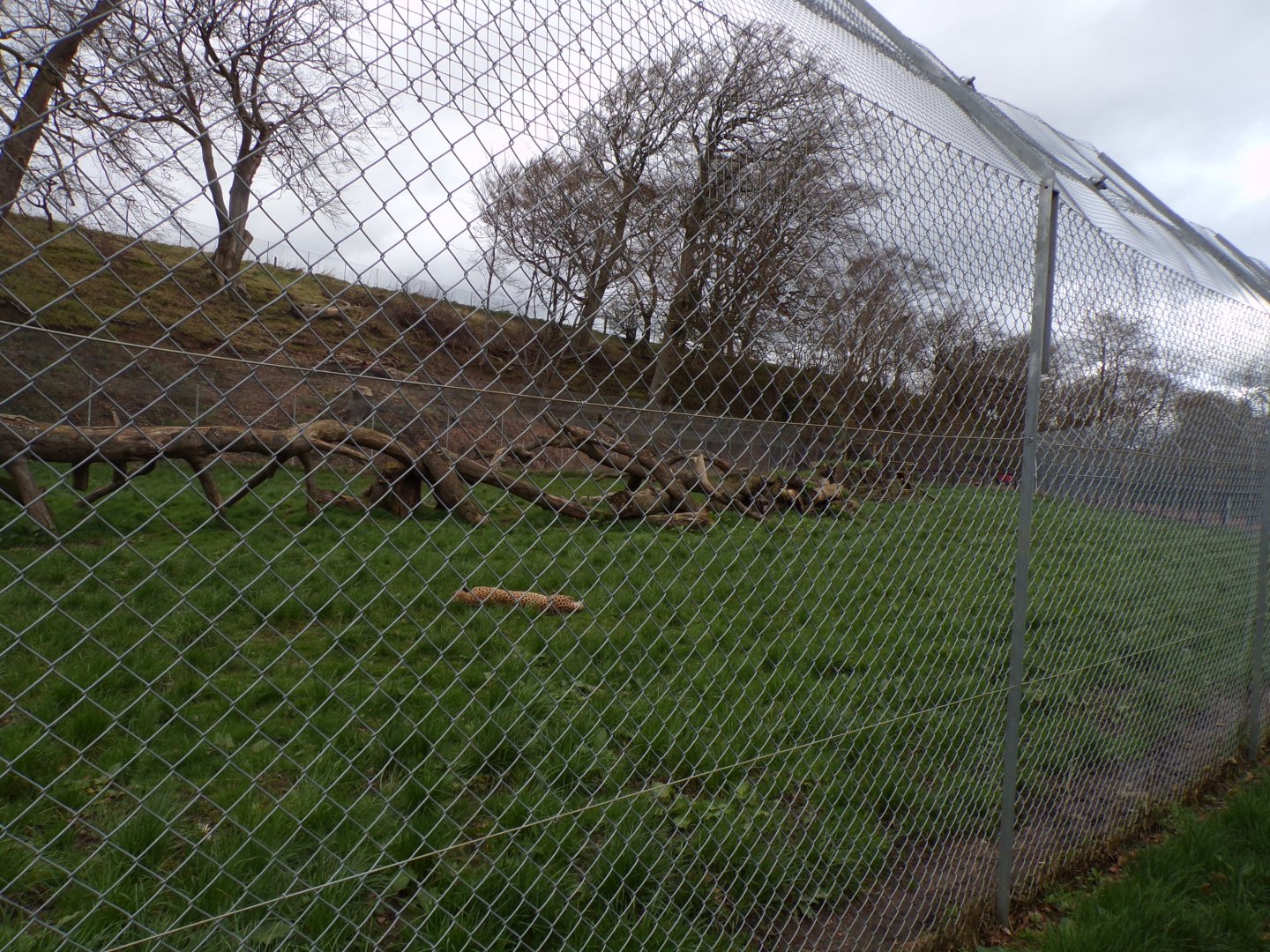 South African cheetah enclosure 12.4.24