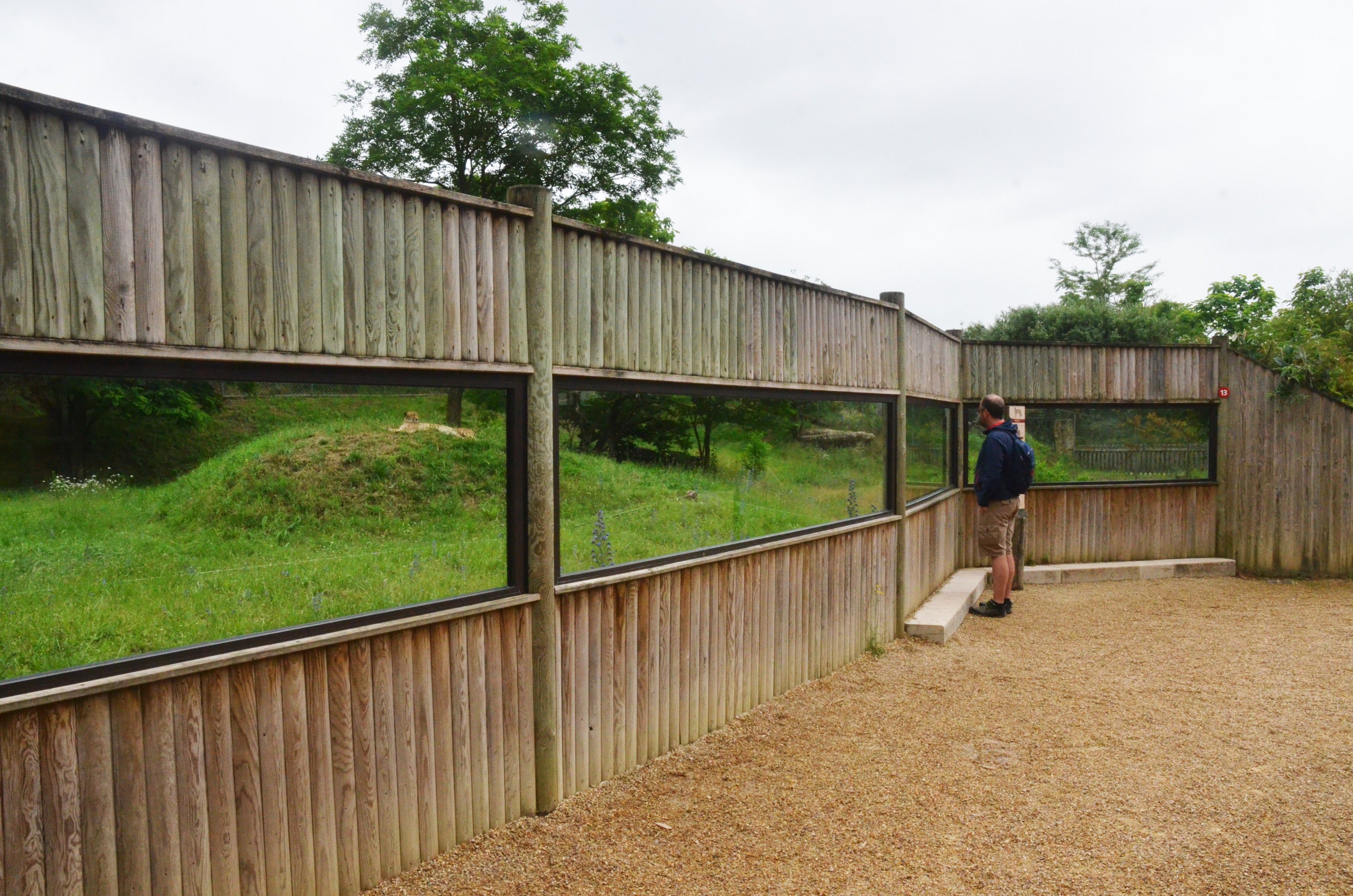 South African Cheetah Enclosure at Doué-la-Fontaine, 15/06/18