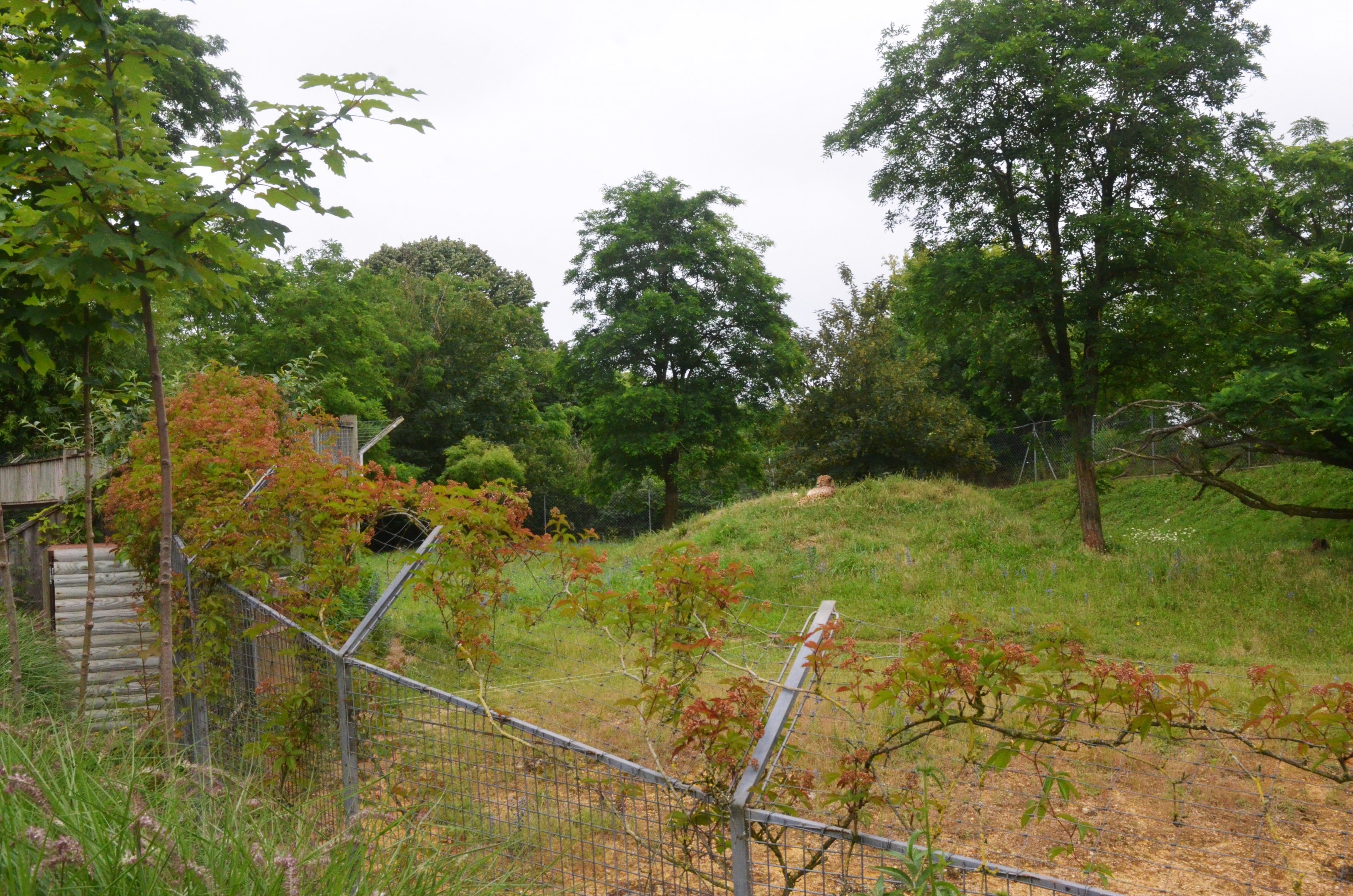South African Cheetah Enclosure at Doué-la-Fontaine, 15/06/18