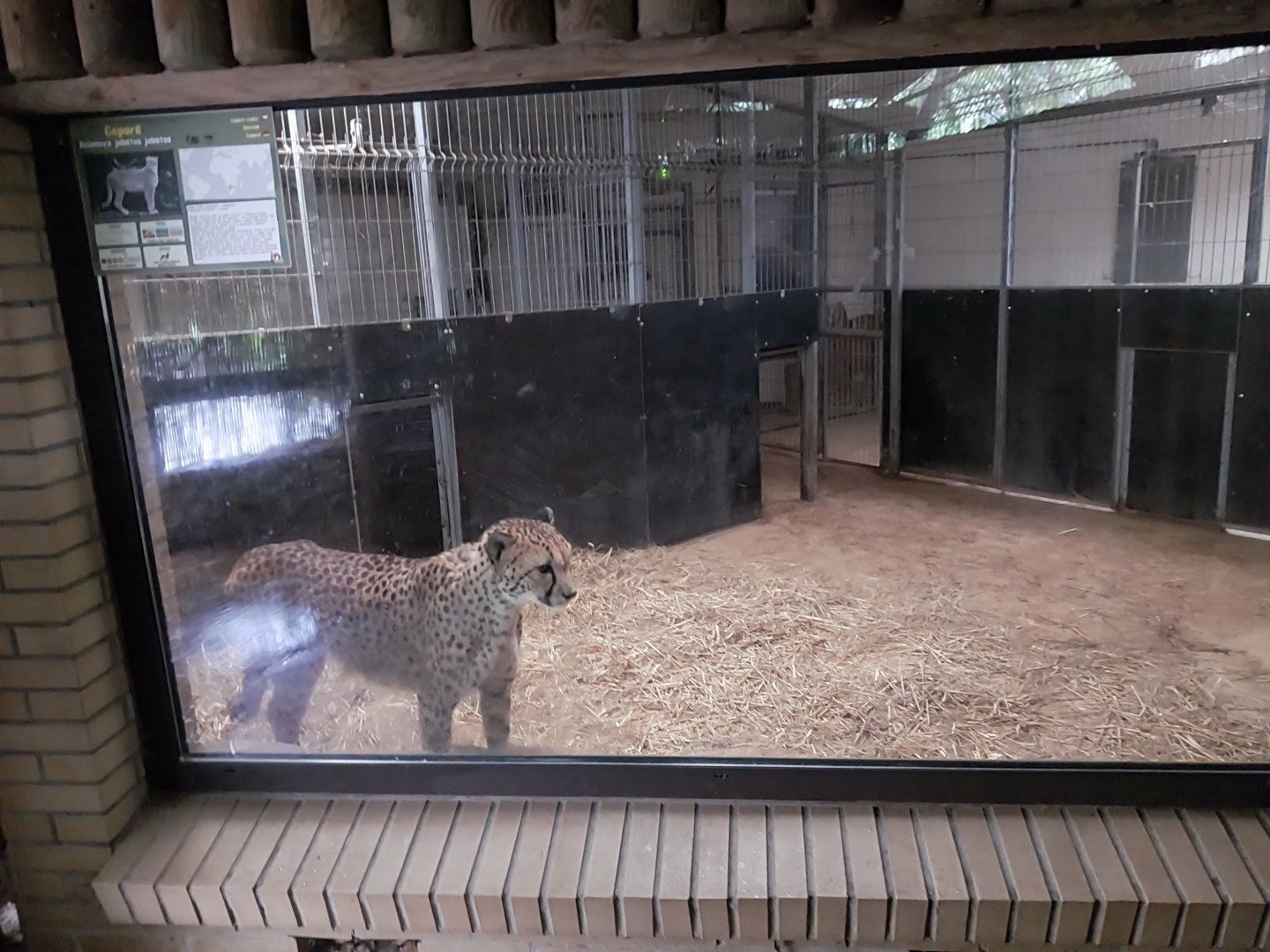 South African Cheetah enclosure