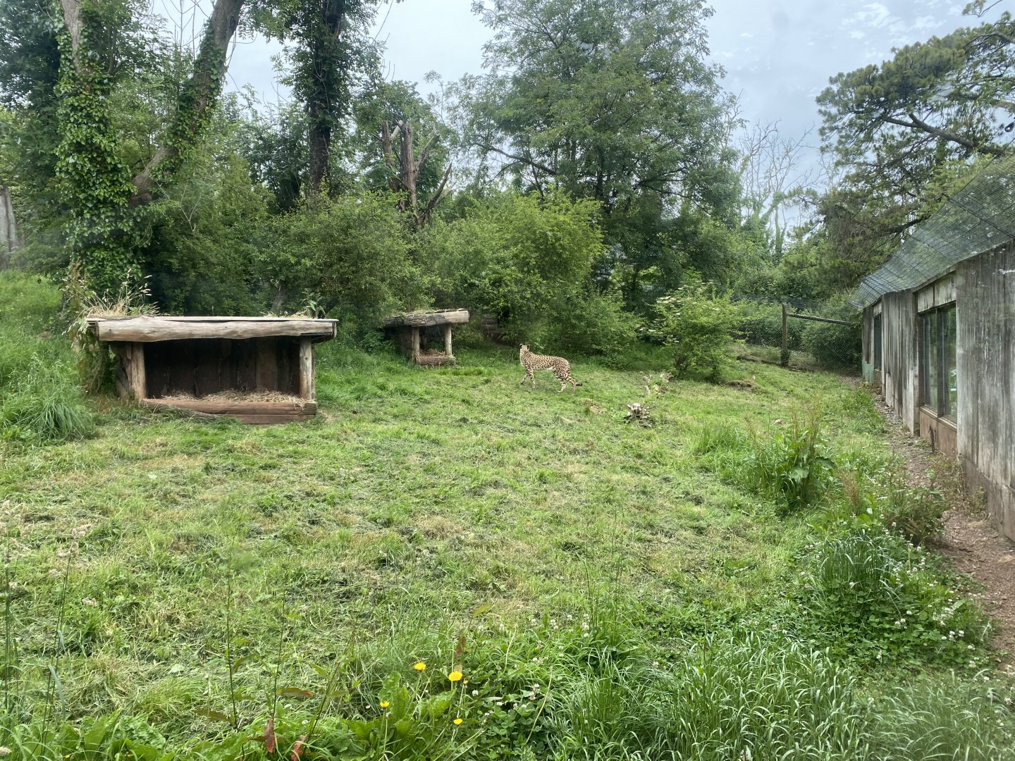 South African cheetah exhibit 130624