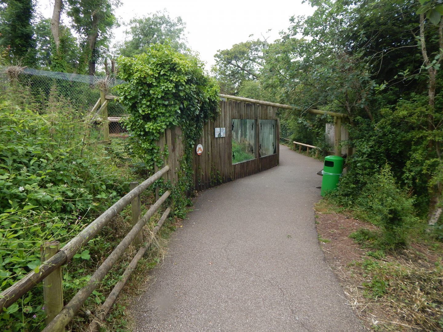 South African cheetah exhibit 130624