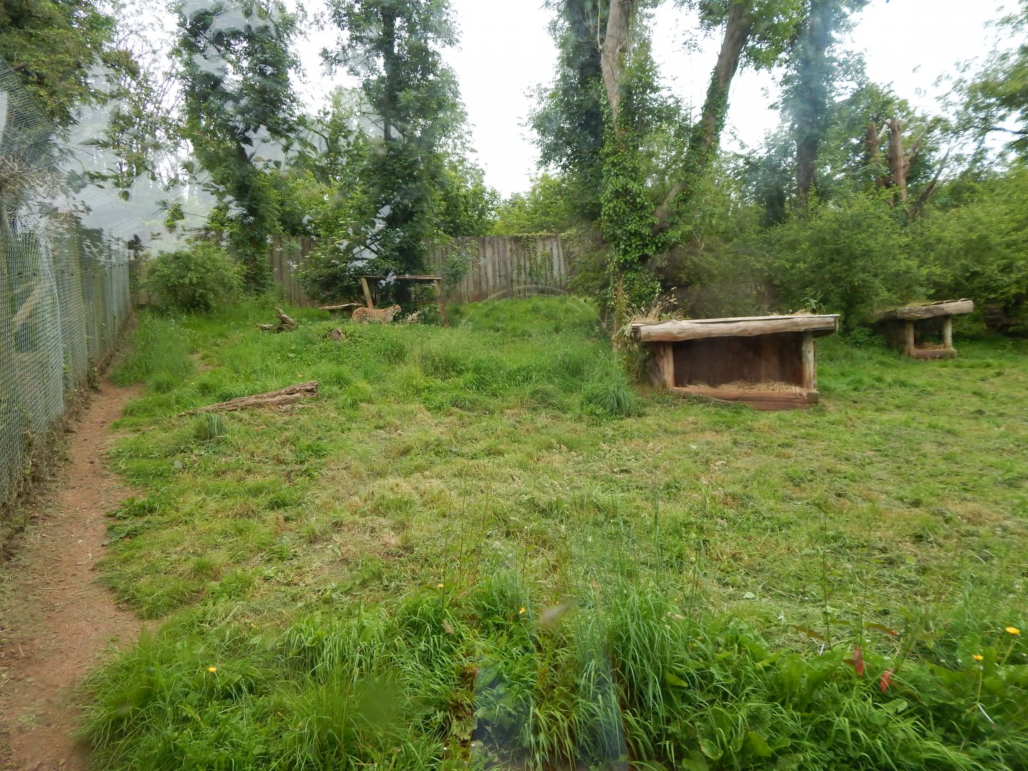 South African cheetah exhibit 130624