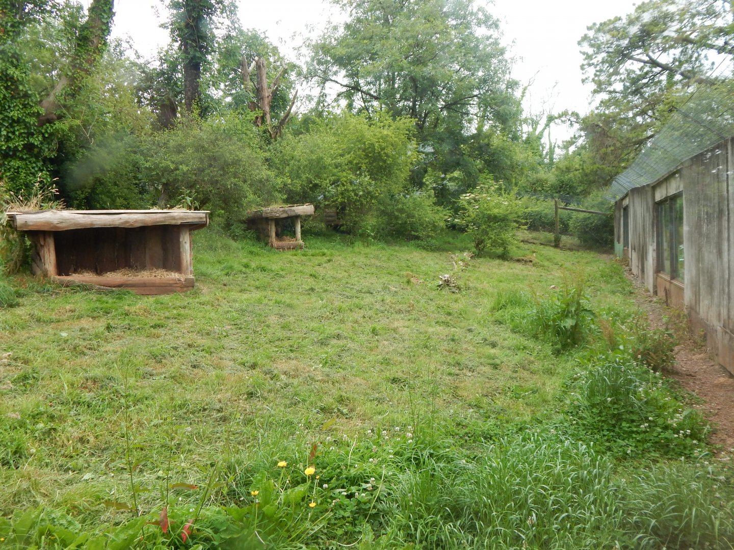 South African cheetah exhibit 130624