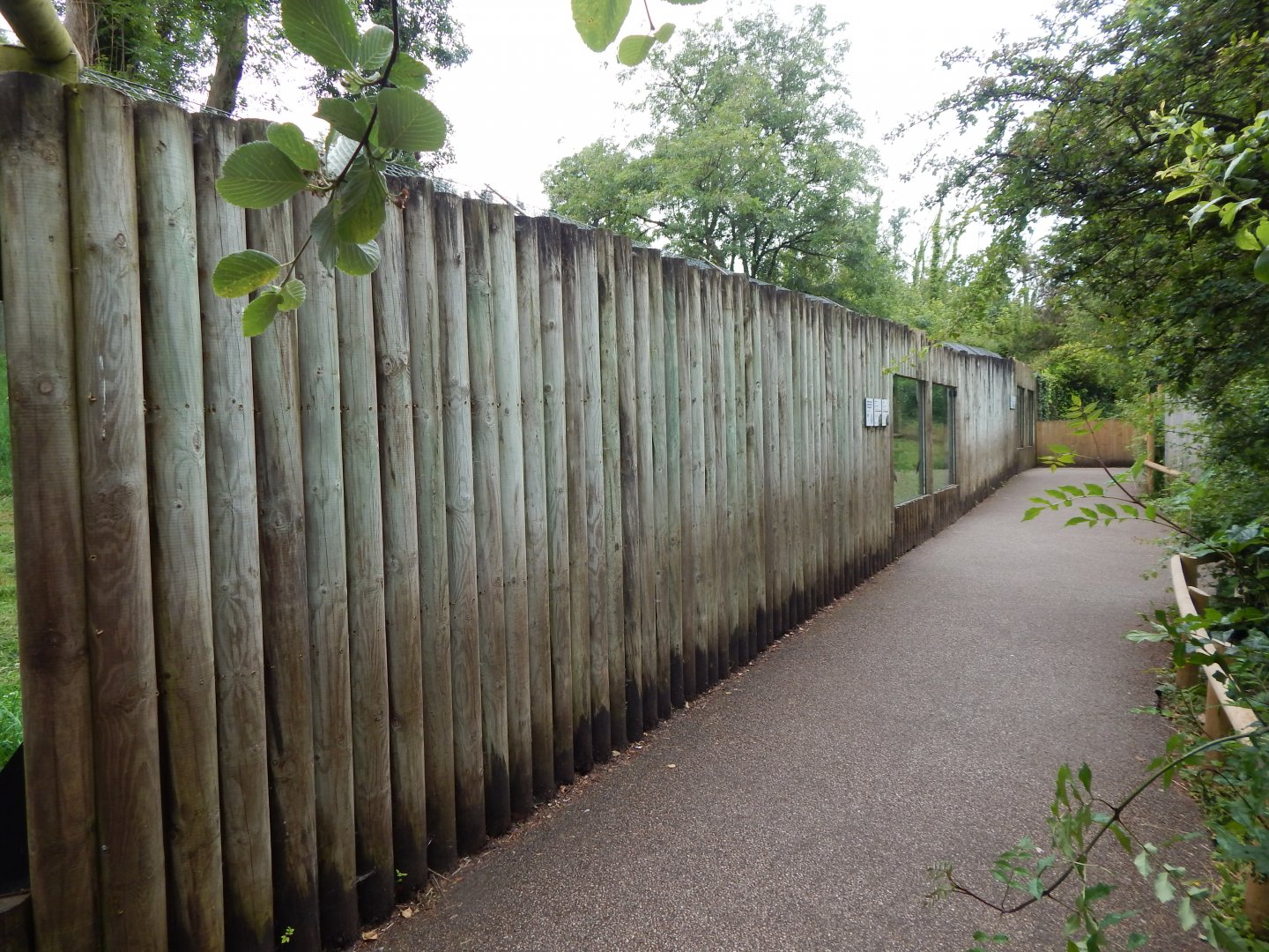 South African cheetah exhibit 130624