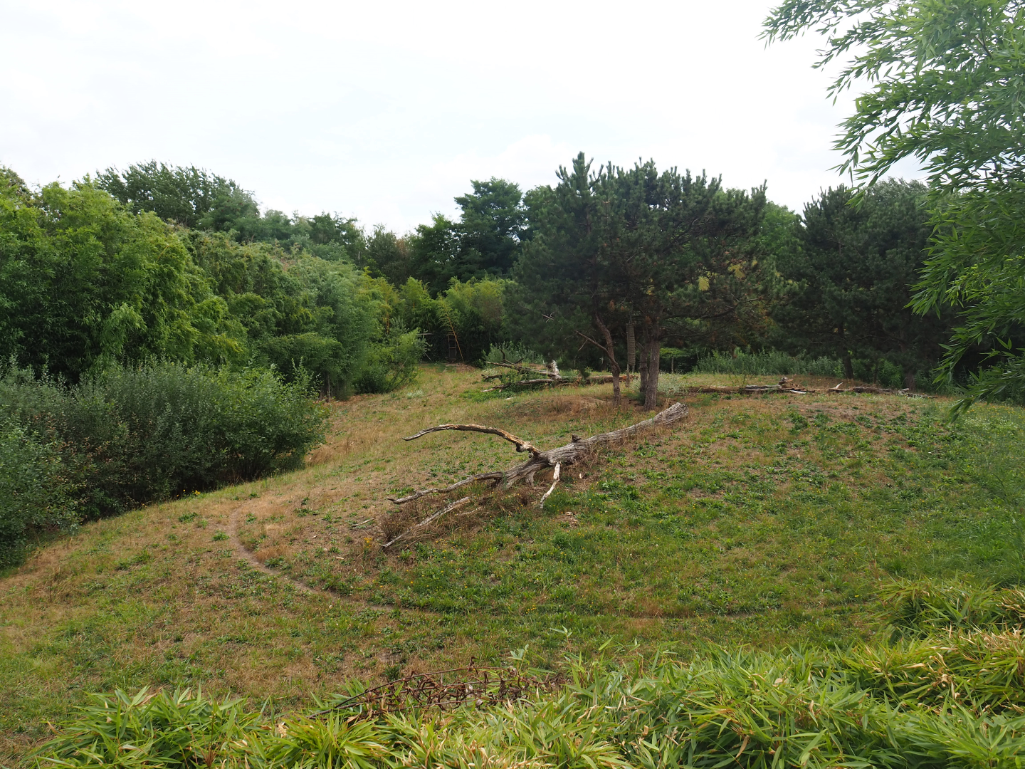 South African cheetah exhibit, 2019-08-11