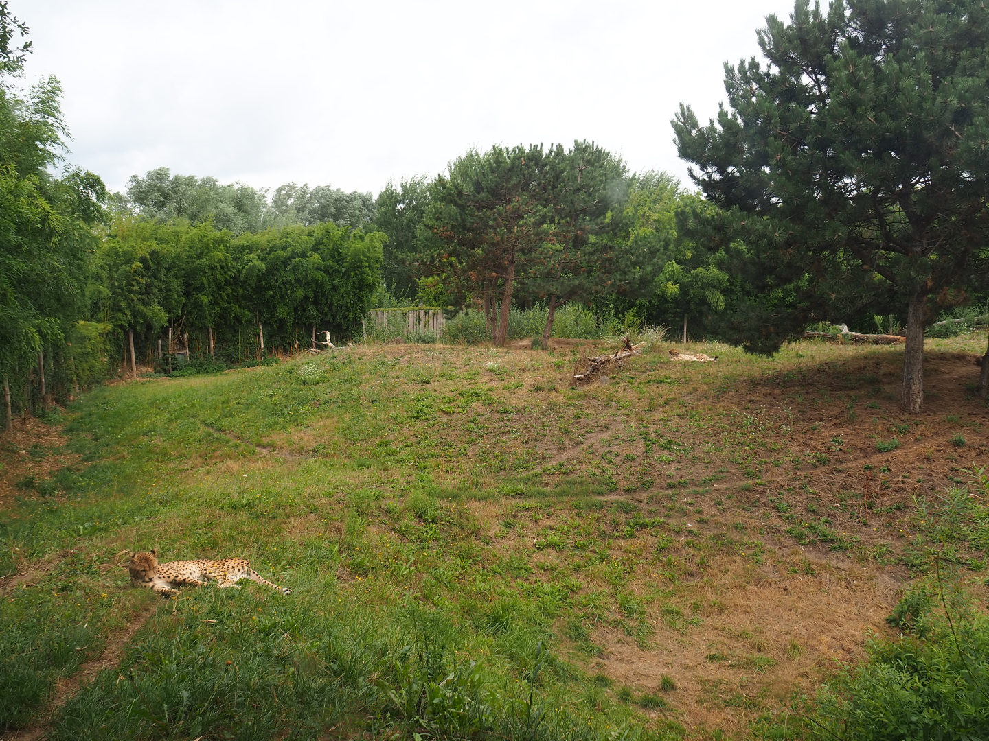 South African cheetah exhibit, 2019-08-11