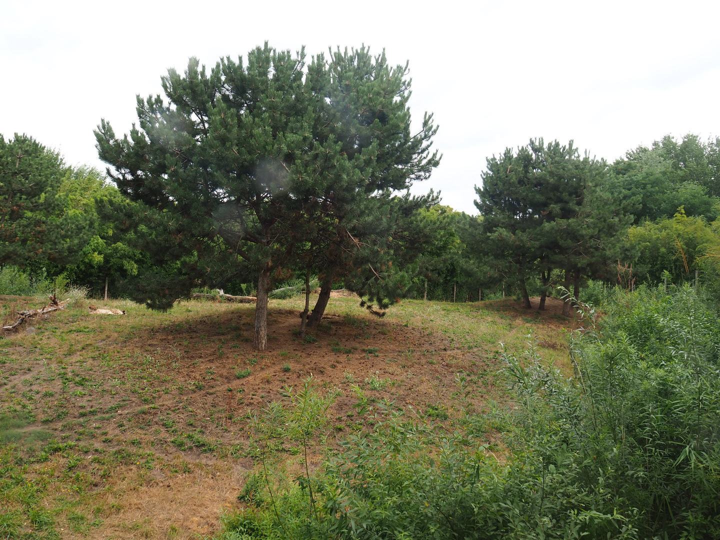 South African cheetah exhibit, 2019-08-11