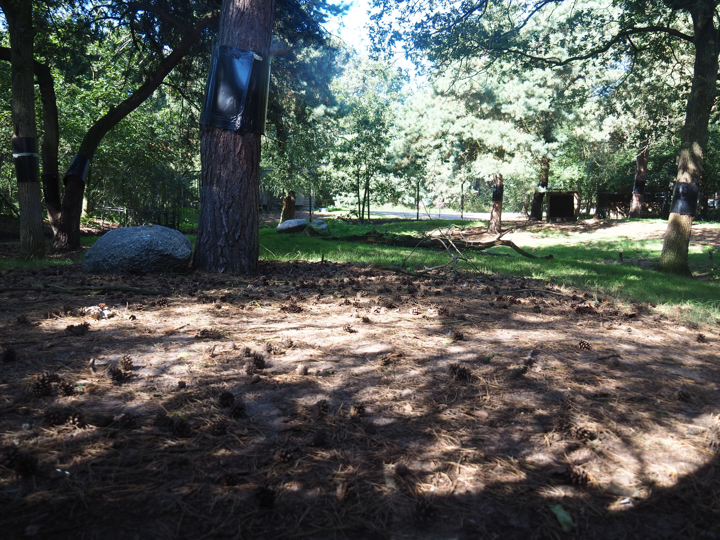 South African cheetah exhibit, 2019-09-15