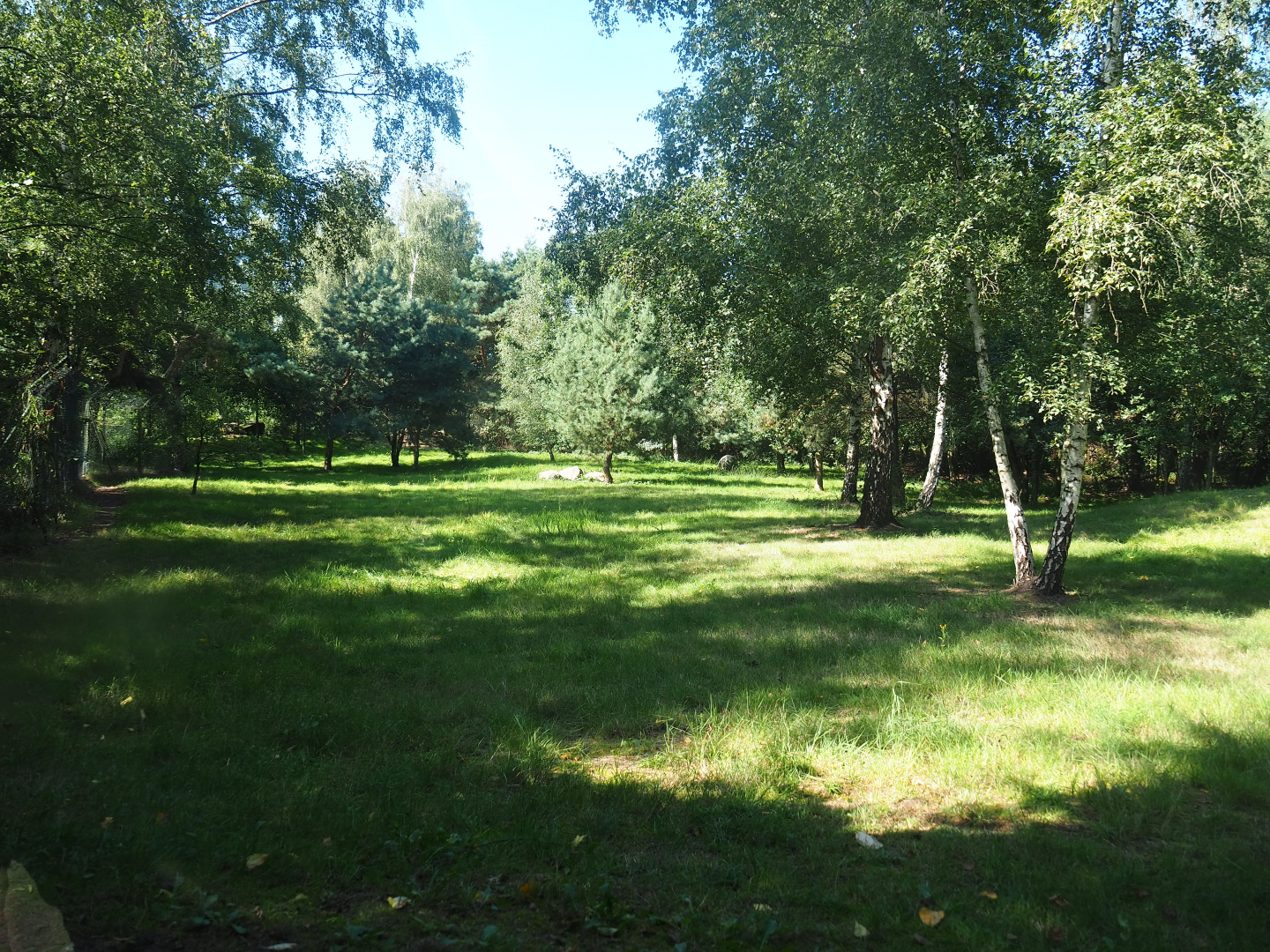 South African cheetah exhibit, 2019-09-15