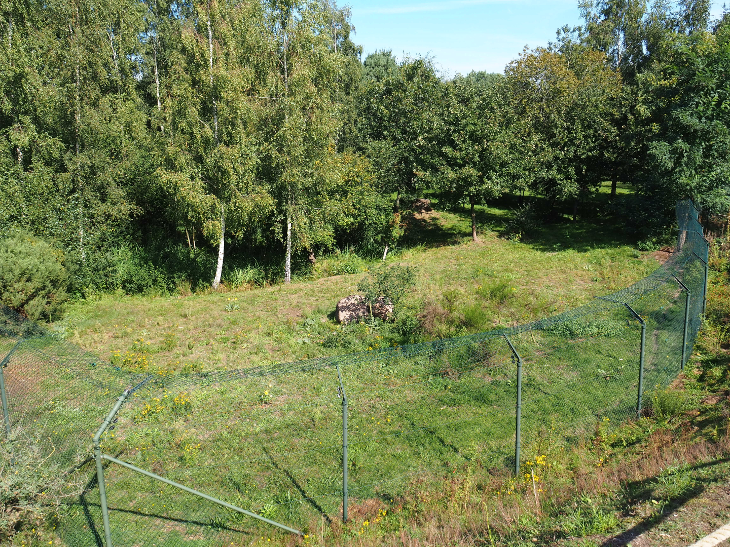 South African cheetah exhibit, 2019-09-15