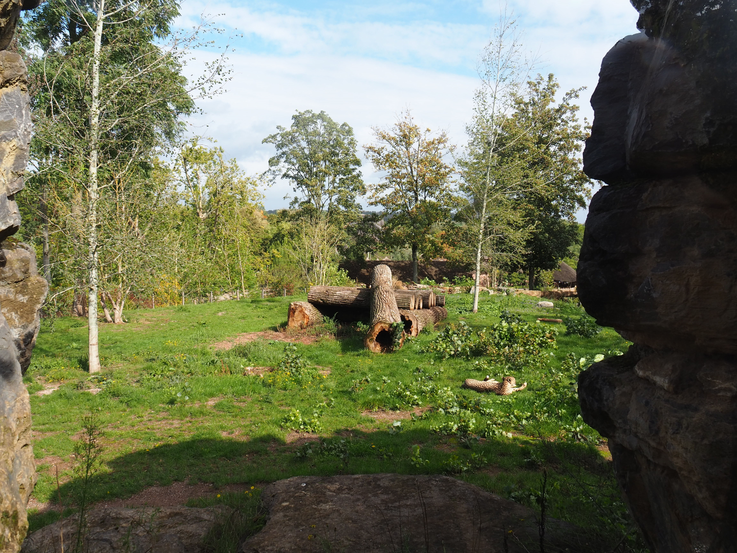 South African cheetah exhibit, 2019-10-04