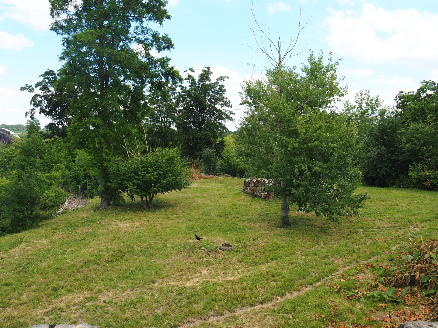 South African cheetah exhibit, 2022-06-28