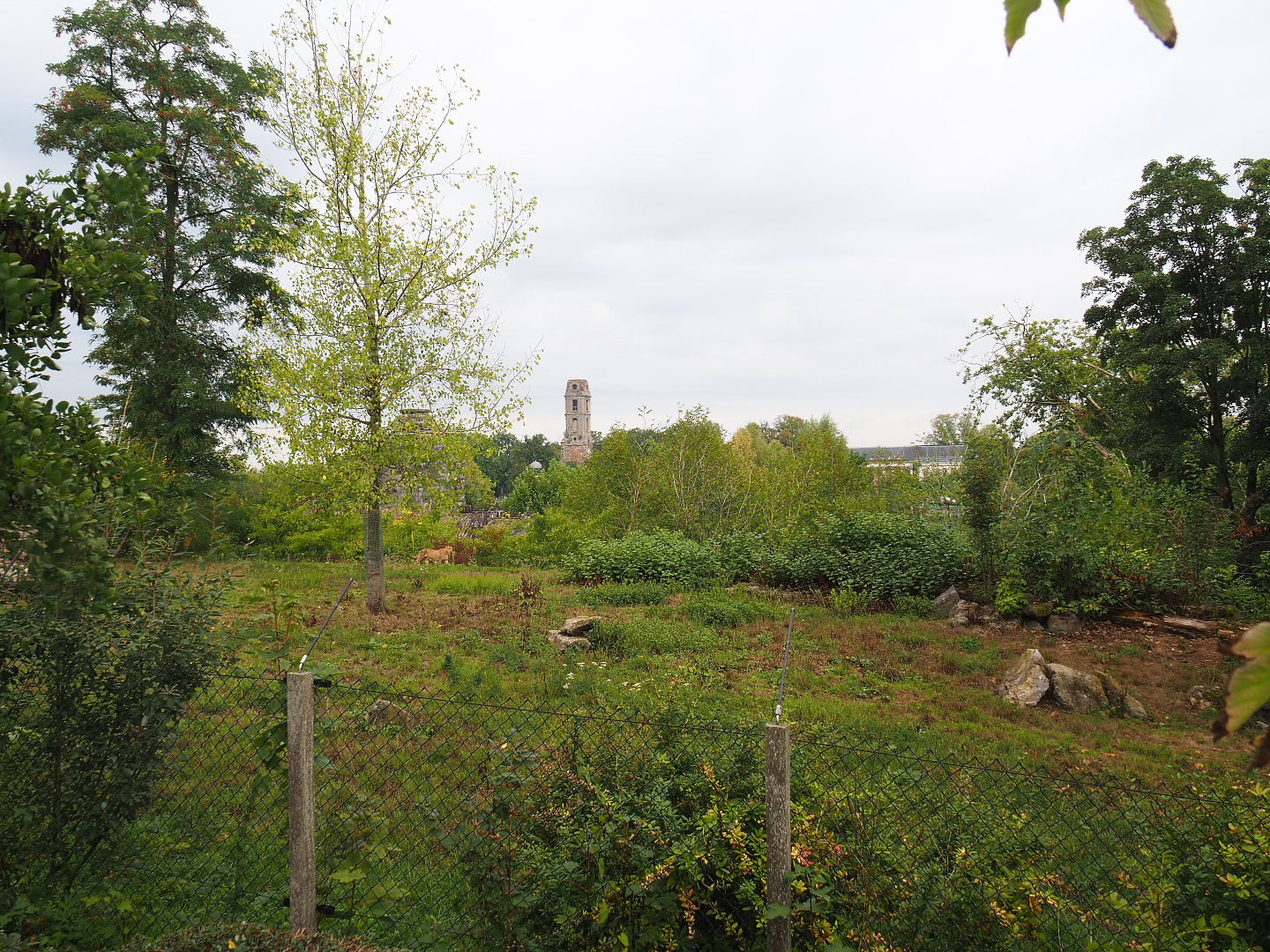 South African cheetah exhibit, 2022-09-15
