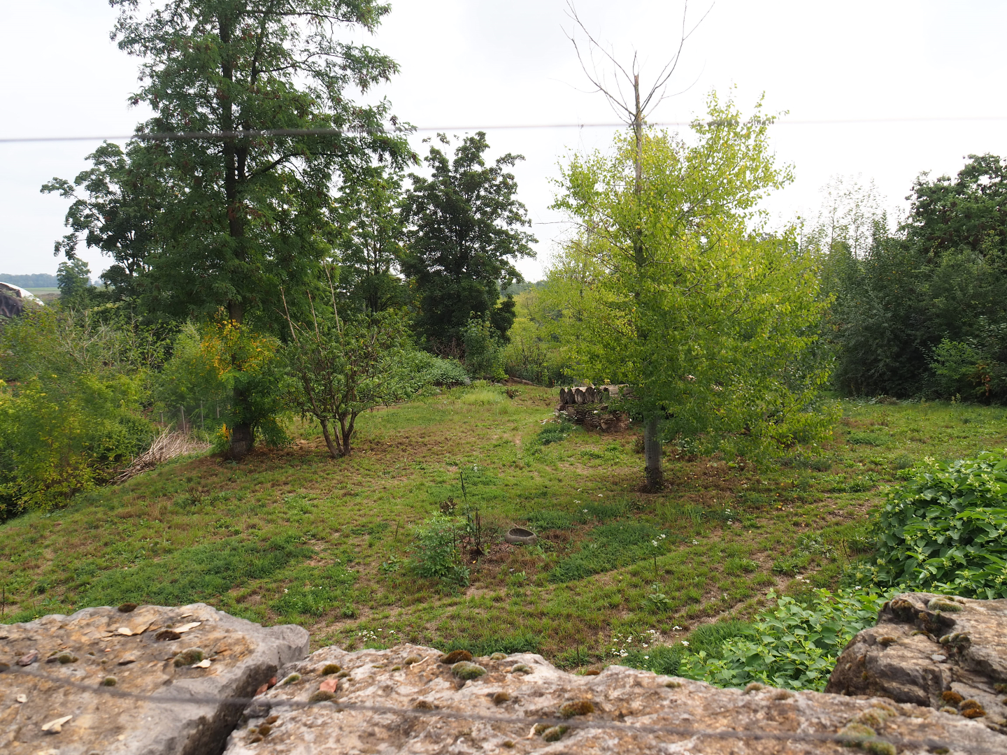 South African cheetah exhibit, 2022-09-15