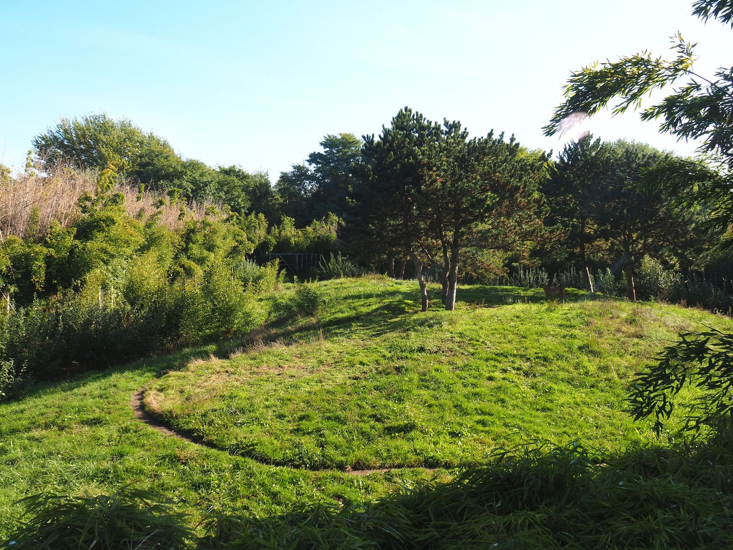 South African cheetah exhibit, 2022-10-09