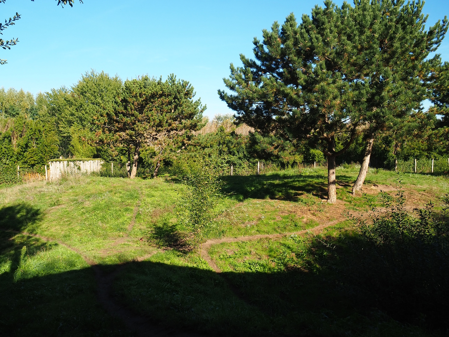 South African cheetah exhibit, 2022-10-09