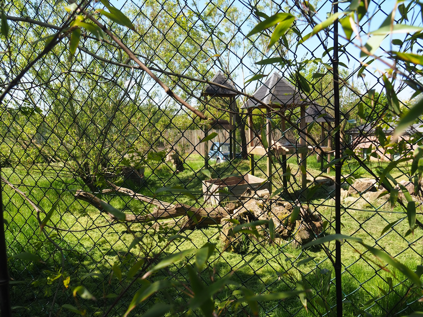 South African cheetah exhibit, 2023-05-19