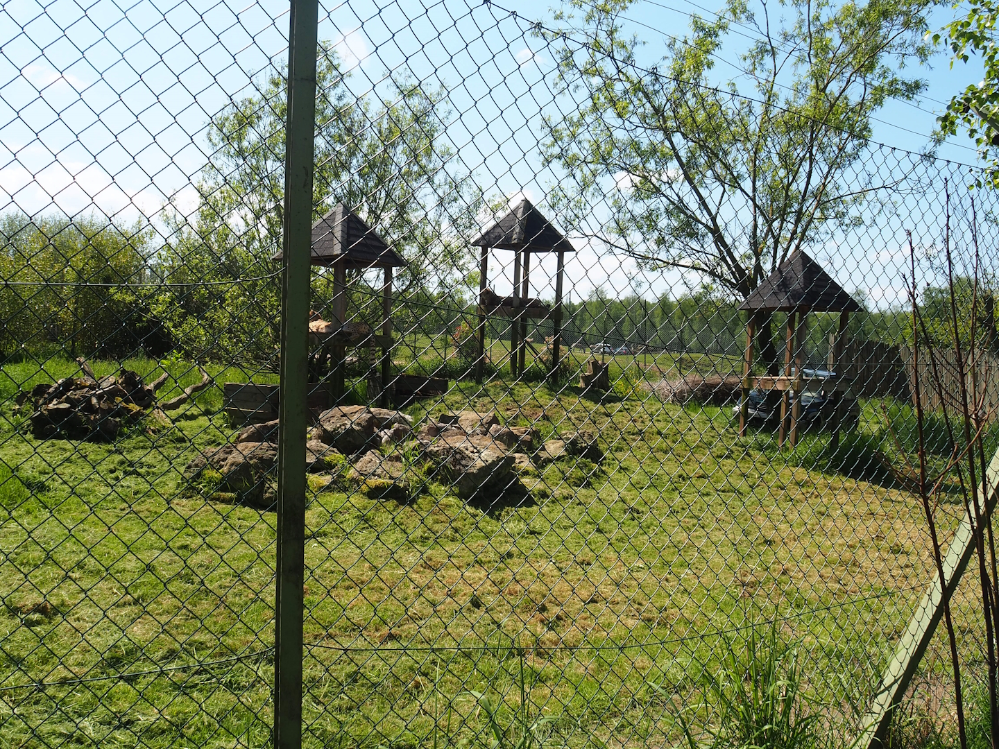 South African cheetah exhibit, 2023-05-19