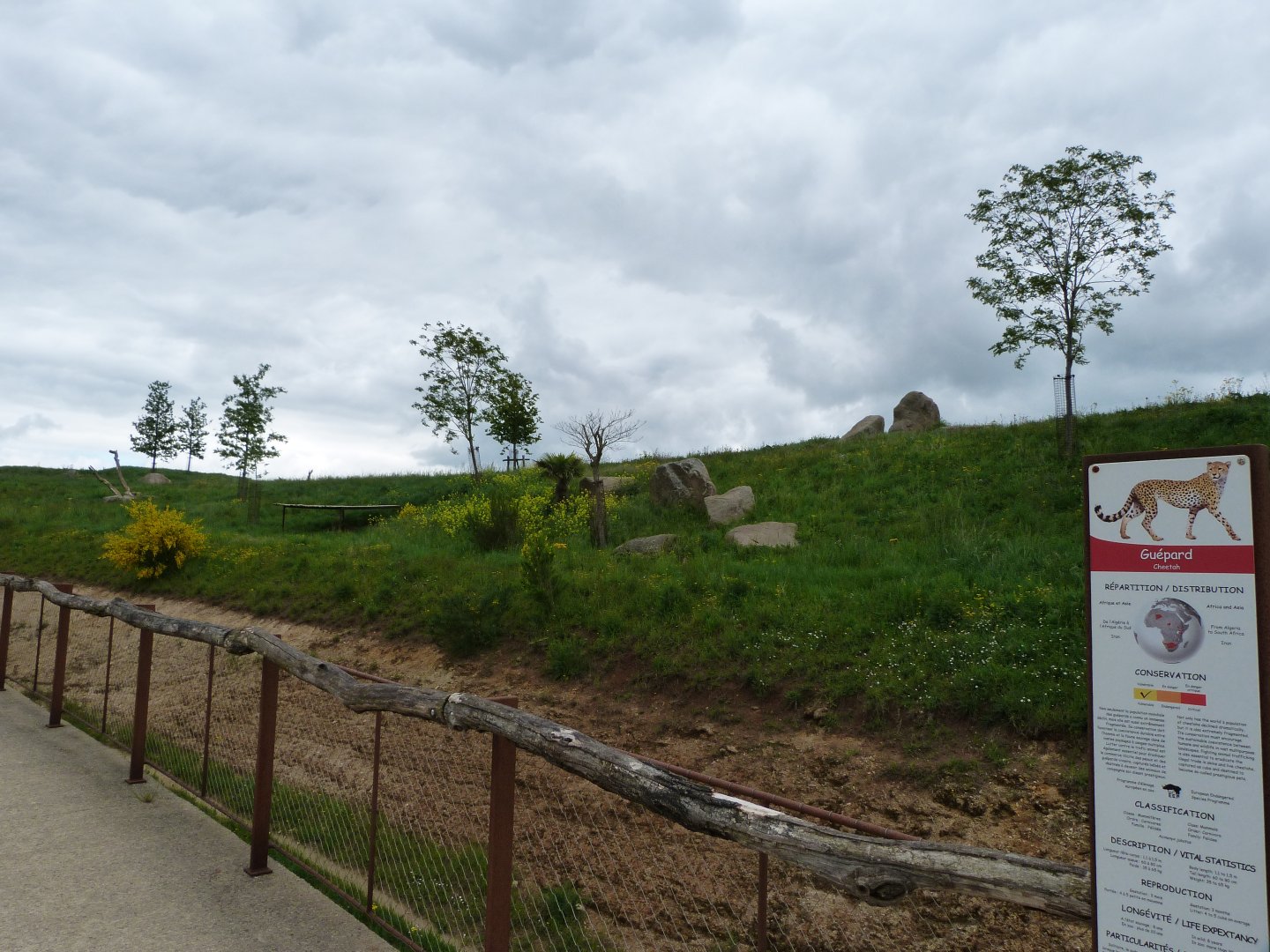 South African cheetah exhibit -Bioparc de Doué la Fontaine (2025)