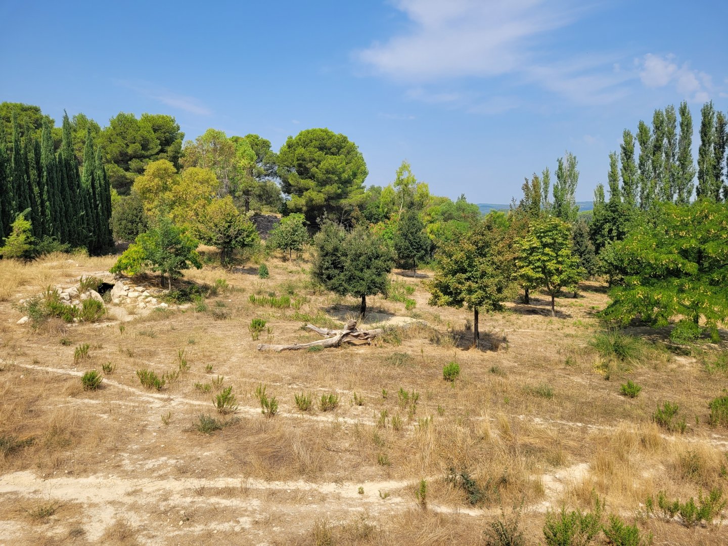 South African cheetah exhibit -Réserve Africaine de Sigean (2022)