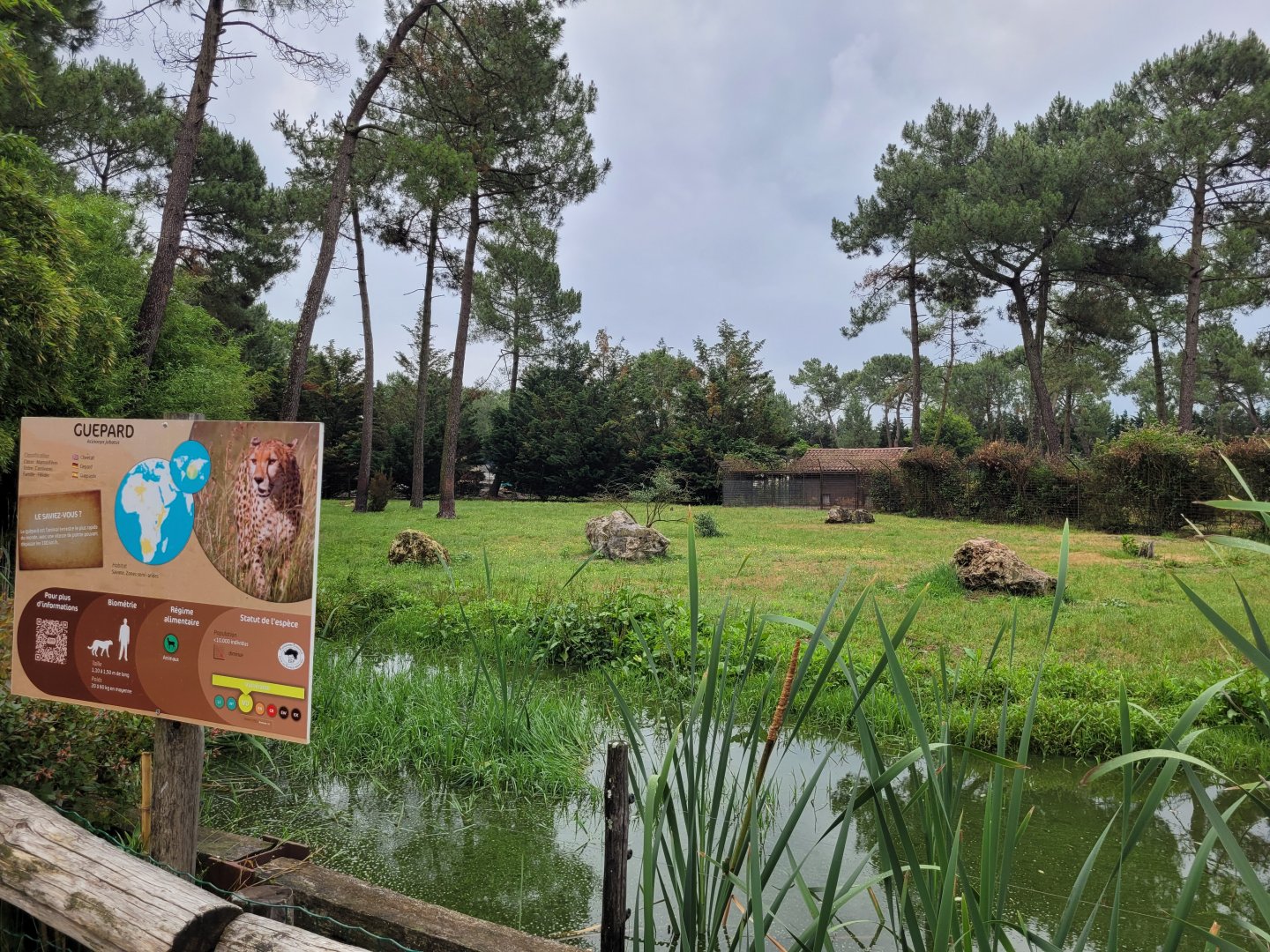 South African cheetah exhibit -Zoo du bassin d'Arcachon (2024)