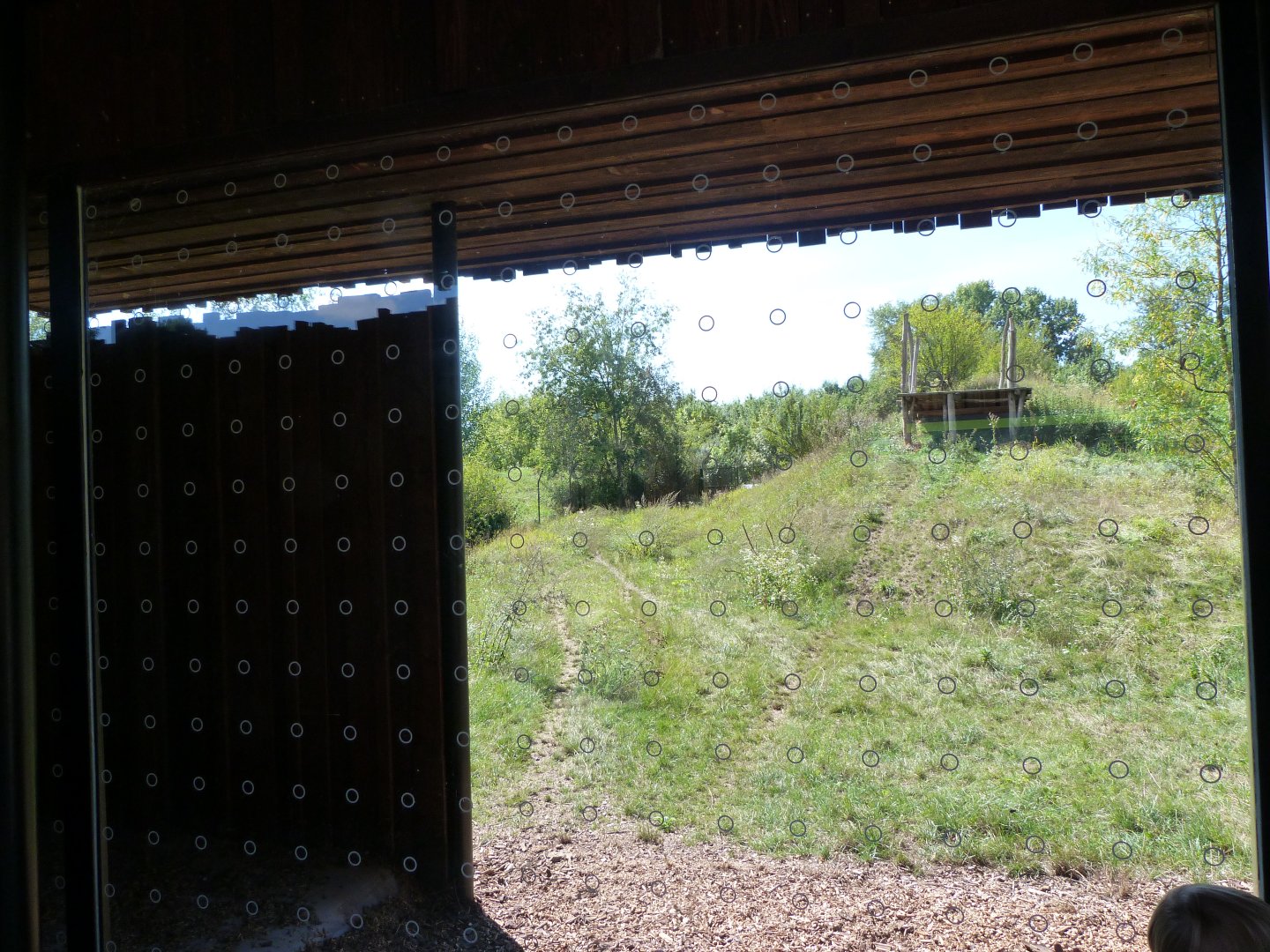 South African cheetah exhibit -Zoo Praha (2025)