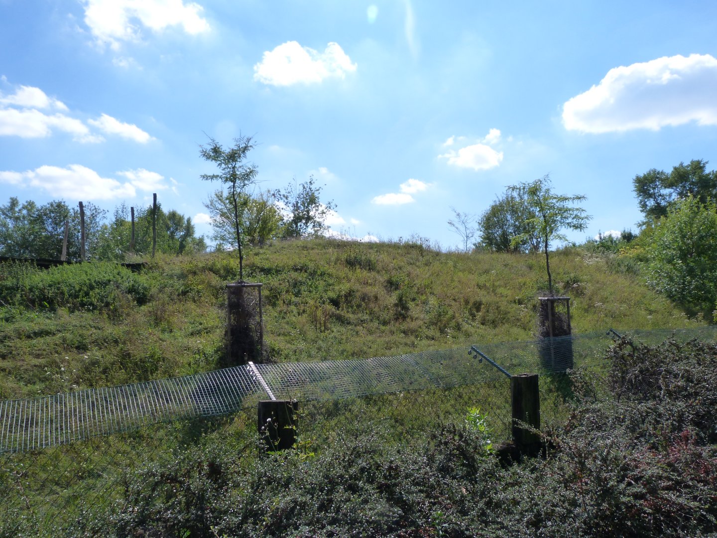 South African cheetah exhibit -Zoo Praha (2025)